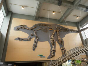 まとまって見つかったカムイサウルス骨格